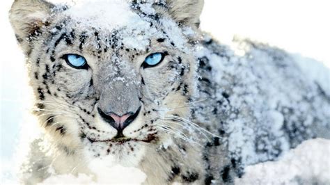 Snow leopard wallpaper - SF Wallpaper