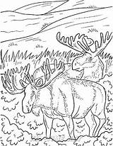 Moose Coloring Pages To Print sketch template