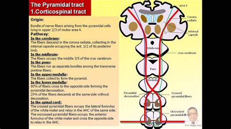 Magdy Said,Anatomy series,Neuroanatomy, 20 pyramidal tract,avi.v1 - YouTube