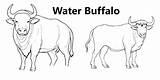 Free Printable Coloring Sheets Of Water Buffalo  Sheet sketch template