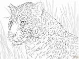 Dibujo De Retrato Un Jaguar Para Colorear  Dibujos sketch template