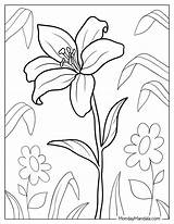 Free Lily Flower Coloring Pages Download  sketch template