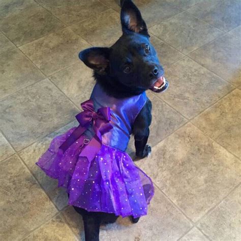 Special Occasion Purple dog dress Harness tutu Pet Apparel | Etsy