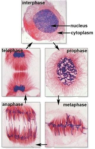 Mitosis Under Microscope Labeled