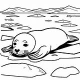 Curious seal Peeking From Water coloring page Lulu Pages sketch template