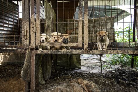 Closing South Korea’s dog meat farms — Sophie Gamand