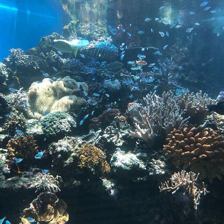 A relaxing display of fishes of all kinds, in Noumea. - Picture of ...