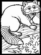 Printable Raccoon Coloring Pages For Kids Cool2bkids sketch template