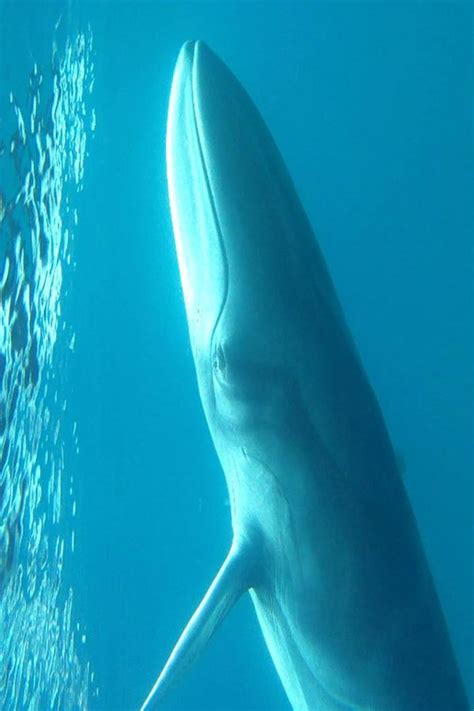 Omura's whales are seldom seen and 'nearly unknown,' scientists say ...