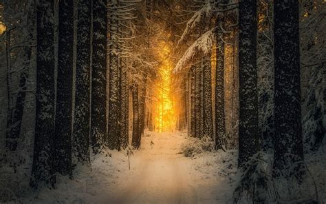 landscape, Nature, Snow, Forest, Sunrise, Sunlight, Winter, Path, Trees ...