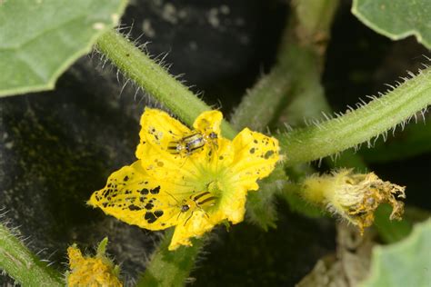 Cucurbit Insect Management