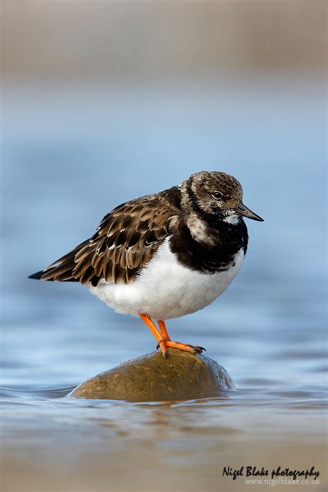 Turnstone | BirdForum