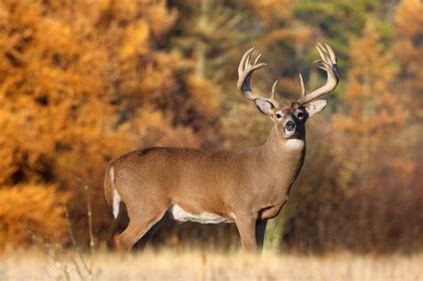 Free download Whitetail Deer The Animal Life [800x533] for your Desktop, Mobile & Tablet ...