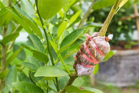 How to Propagate Perennial Plants Using Layering | The Seed Collection