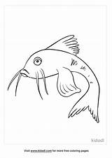 Catfish 18 Coloring Page Supercoloringcom Sketch sketch template