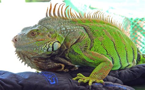 Download Lizard Animal Iguana 4k Ultra HD Wallpaper