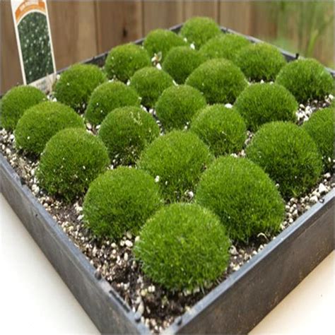 How to Grow Irish Moss from Seeds