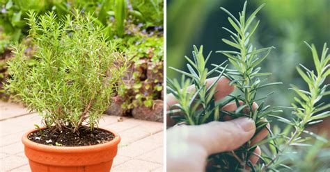 How to Grow and Care for Rosemary Plant