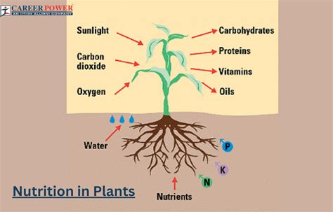 Nutrition in Plants