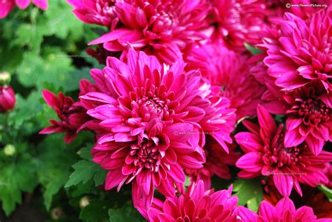 Chrysanthemum