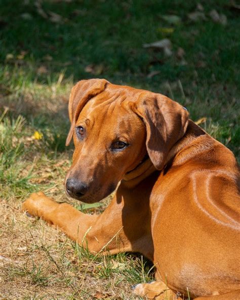 Get to Know the Loyal and Loving Rhodesian Ridgeback