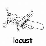Locust Coloring Stock Illustrations – 118  sketch template