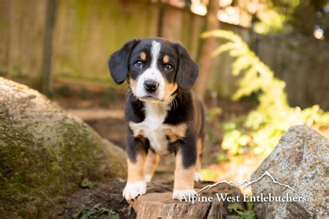 Entlebucher Mountain dog Puppies in Vancouver BC, Canada - Litters ...