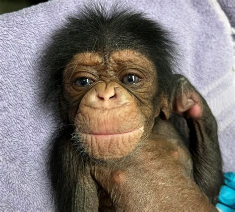 Baby chimpanzee reunited with its mom getting cuter every day