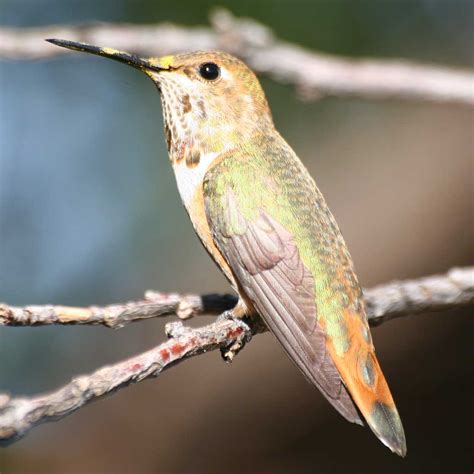 Feeding Hummingbirds: Seeing red over dye – Sheri L. Williamson