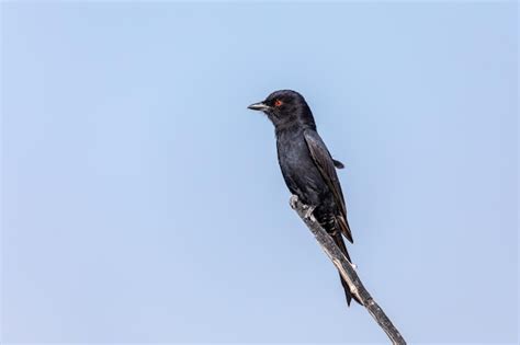 Premium Photo | Bird Forktailed Drongo Africa Namibia safari wildlife