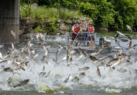 WFF cautiously optimistic about spread of silver carp - The Cullman Tribune