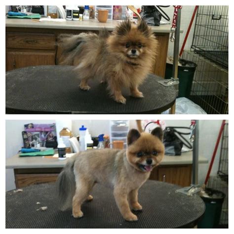 Pomeranian Boo Haircut Before And After - Pets Lovers