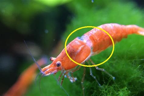 Cherry Shrimp Molting Problems: How To Deal With Those? – Acuario Pets