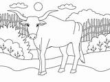 Ox Outline Coloring Page  Free Printable Pages For Kids sketch template