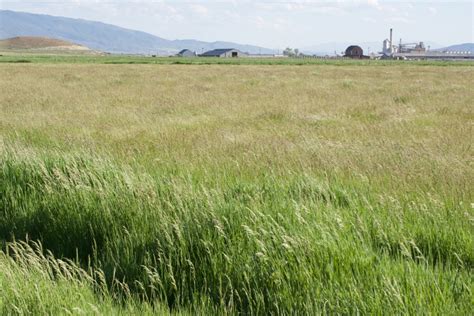 Dryland Pasture Seed Mix - Great Basin Seed - drought tolerant grass