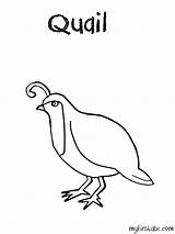 Quail Coloring Pages  Coloring Home sketch template
