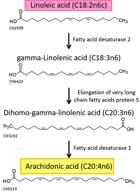 Arachidonic acid review, foods, function, metabolism, benefits & side effects