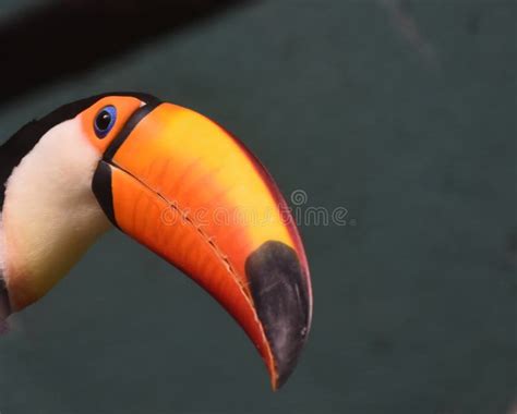 Fantastic Close Up Look at the Face of a Toucan Stock Image - Image of watching, animal: 98501775