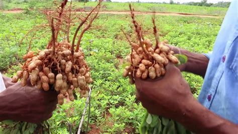 Groundnut Crop comparison _ Natural Farming _Anantapur - YouTube