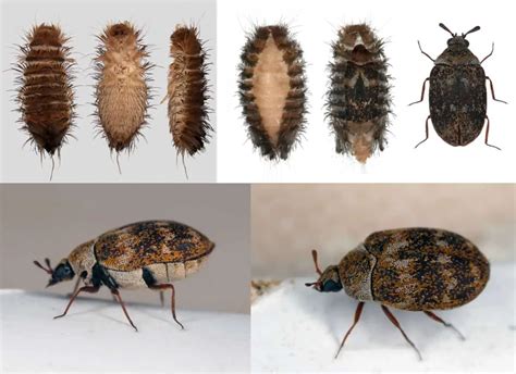 Carpet Beetles Identification Guide Natural History M - vrogue.co