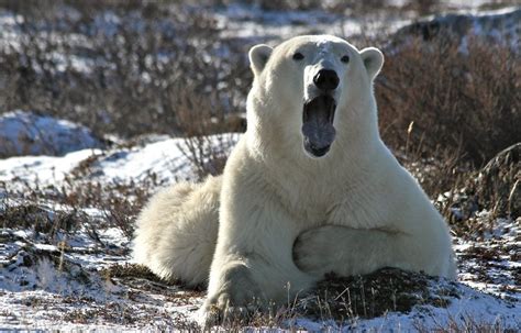 Arctic Tundras Wildlife Photos, Wildlife Photography, Animal Photography, Arctic Tundra ...