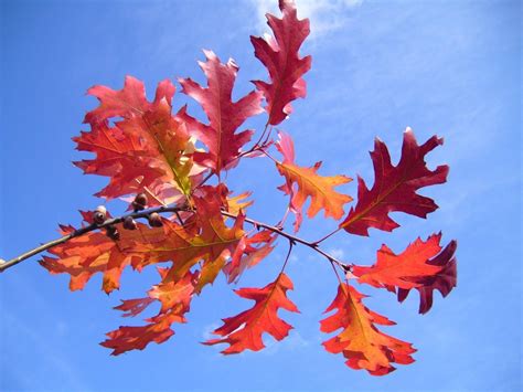 Free Images : nature, branch, sky, flower, red, autumn, flora, season, maple tree, maple leaf ...