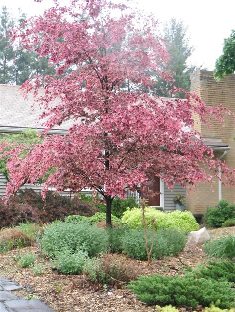 Tricolor Beech in the spring. | Landscaping trees, Front garden landscape, Dream garden