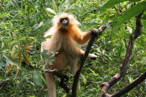 Meet the Golden Langur: A Rare Primate's Secrets