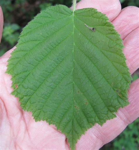 Leaf Heart-shaped - Tree Guide UK - Tree ID by heart-shaped leaves