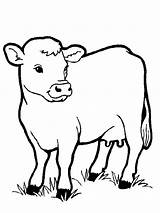 Cow Coloring Pages Face Getcolorings Cows Printable Print Color Sketch  sketch template