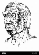 Drawings Of Homo Habilis With Tool Holding Sketch Coloring Page sketch template