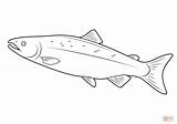 Salmon coloring page  Free Printable Coloring Pages sketch template