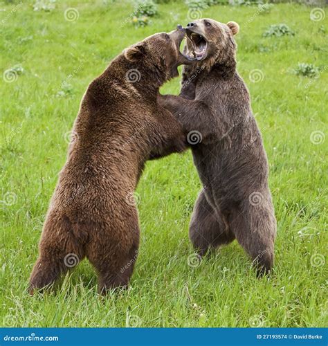 Growling Grizzly Bear Royalty-Free Stock Photo | CartoonDealer.com ...