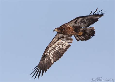 Juvenile Bald Eagle In Flight